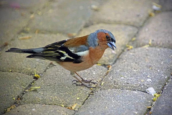 Küçük kuş. Zarif bahar tüylerinde Chaffinch. Bahar. Olabilir. Siyah gözler ve güzel parlak tüyler.    