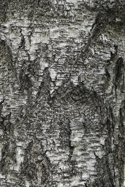 美丽的纹理的白木树皮 在白色表面上绘图 条纹和裂缝 — 图库照片