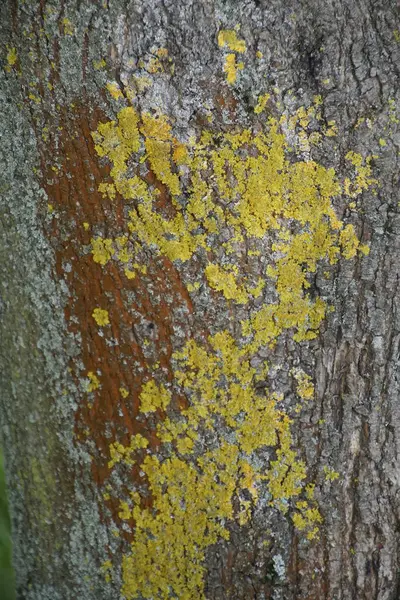 Tronco Uma Árvore Bordo Casca Planta Coberta Com Líquen Multicolorido — Fotografia de Stock