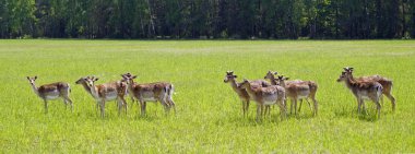    Benekli geyik tarlada otluyor. Bahar. Olabilir. Güneşli bir gün. Vahşi hayvanlar. Toynak ve boynuzlu. Sulu yeşil çimen.                            