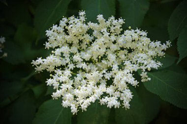    Çiçek yakın. Yaz başında. Bir sürü küçük beyaz tomurcuk. Çiçekli çalı.                            