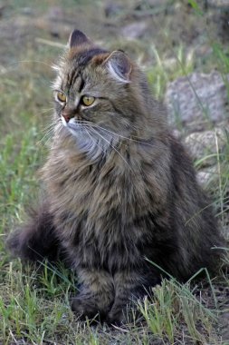     parlak sarı gözlü kabarık gri kedi. Kulakları kürk. Bir evcil hayvan           