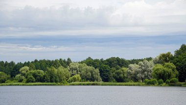         Sıcak bir yaz gününde gölet kıyısında ağaçlar. Gümüş söğüt. Sazlık gölü. Su yüzeyi                       