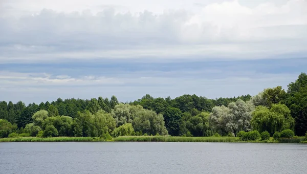         Sıcak bir yaz gününde gölet kıyısında ağaçlar. Gümüş söğüt. Sazlık gölü. Su yüzeyi                       