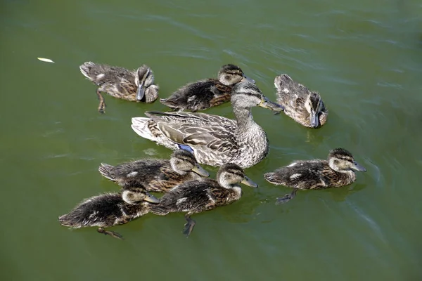 家族はアヒルとそのアヒルです 晴れた日と水鳥と池 良い気分 — ストック写真