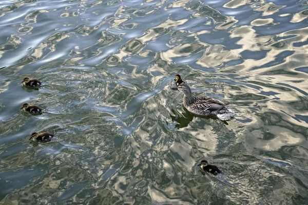 家族はアヒルとそのアヒルです 晴れた日と水鳥と池 良い気分 — ストック写真