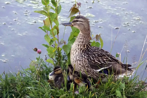     Aile bir ördek ve ördek yavrusu. Gölet ve su kuşu. iyi bir ruh hali.                           