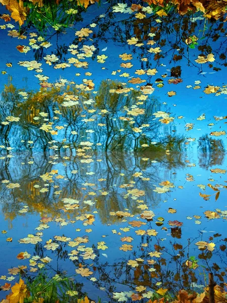 垂直拍摄 反射对称 秋天的枫叶在河里水面上 天空和树木的反射 — 图库照片