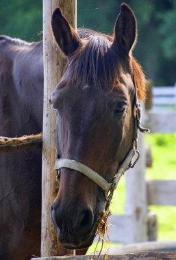      Dikey çekim yakın çekim. Sıcak bir yaz güneşli bir günde at kafası. Kahverengi güzel yele. Büyük memeli. Çiftlik. Istikrarlı.                          
