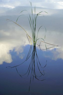     Dikey atış. Gökyüzü suyun yüzeyine yansır. Gölün yanında büyüyen sazlıklar. Sıcak, rüzgarsız yaz akşamı.                            