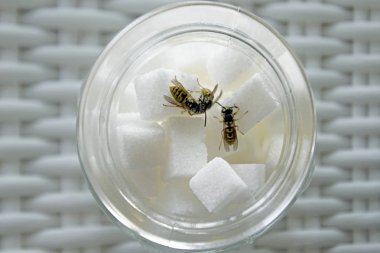          Şeker kase - eşek arıları için bir yem. Beyaz şeker ve berrak bardak. Natürmort. Sıcak bir yaz. Kırsal yaşam. resim Yukarıdan Görüntüle                      