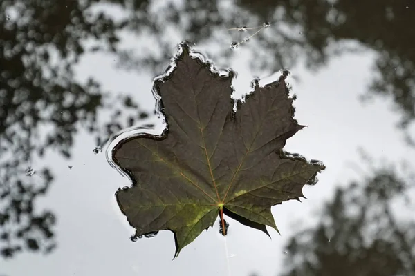 Hoja Arce Caído Agua Reflejo Del Cielo Corona Árboles Superficie —  Fotos de Stock