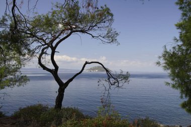 Eğlence için. Sithonia 'daki Ege Denizi' nin çam ağaçlarının arasından bak. Yunanistan. Eylülde güneşli sıcak bir gün. Parlak renkler ve doğanın inanılmaz güzelliği..