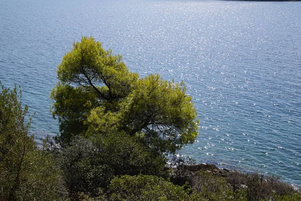 Recreation View Pine Trees Aegean Sea Sithonia Greece Warm Sunny — Stock Photo, Image