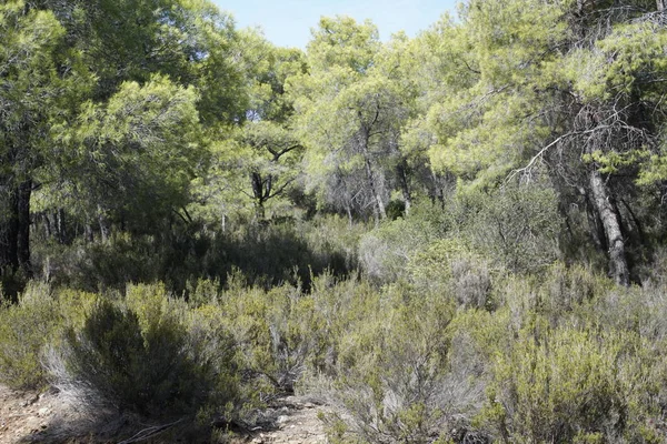 Kiefernwald Den Ufern Der Ägäis Sithonia Griechenland Ein Warmer Sonniger — Stockfoto