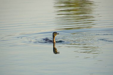              Suda kuş var. Bir dalış karabatak korkuyla kamera lensi içine görünüyor. Yatay atış. Denizde akşam. Su yüzeyi         
