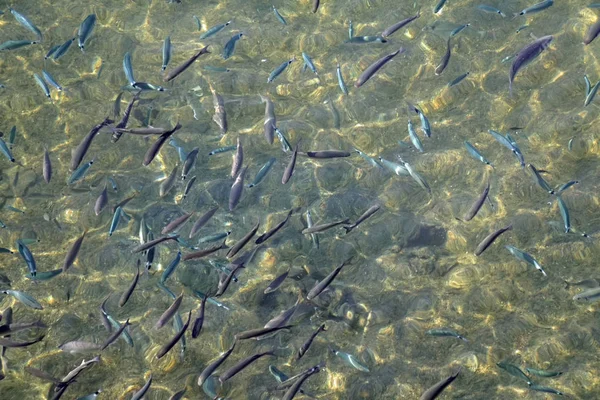 野生動物の食感 朝日に魚の群れ水面のグレアと波 Azure 透明媒体 — ストック写真