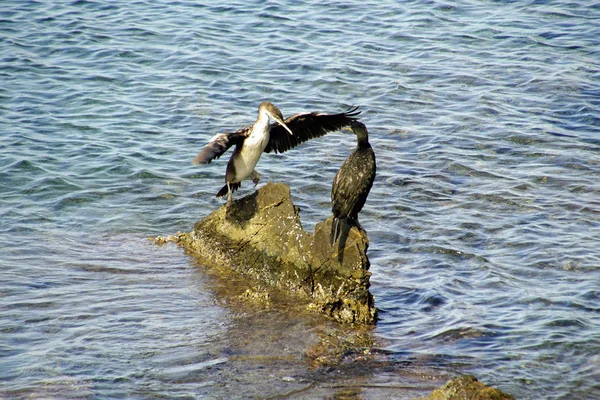 Galinha Aquática Balcanas Pretas Estão Sentadas Nas Rochas Meio Mar — Fotografia de Stock