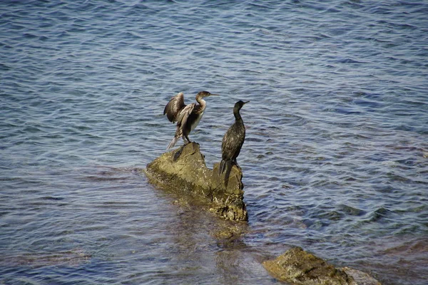 Ptactwa Wodnego Czarne Bałkany Siedzą Skałach Pośrodku Morza Ciepły Słoneczny — Zdjęcie stockowe