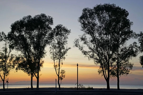 Beach Sunset Bright Colorful Sky Silhouettes Pines Eucalyptus Trees Coastline — Stock Photo, Image