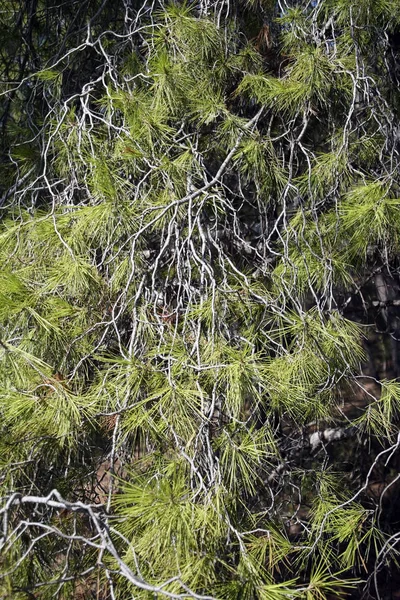 针叶植物松树 针是明亮的绿色和长哭泣的树枝的一棵树 自然纹理 — 图库照片