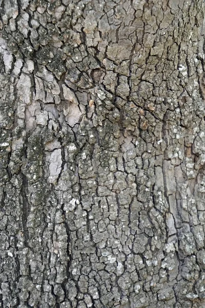 Tekstury Kora Drzewa Pień Rośliny Jawor Duże Drzewo Liściaste Górach — Zdjęcie stockowe