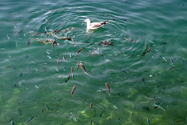 カモメと魚を一発で 水平方向の画像 海水の美しい色 海での一日 — ストック写真