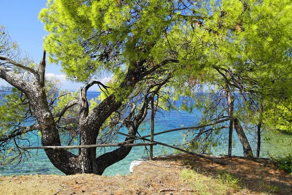 Loisirs Vue Travers Les Pins Mer Égée Sithonie Grèce Une — Photo