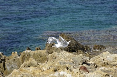   Deniz kenarında ki kayalıklarda martı. Beyaz bir kuş kanatçırpıyor. Mavi su ve gökyüzü                            