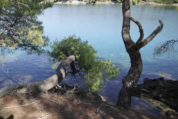 Loisirs Vue Travers Les Pins Mer Égée Sithonie Grèce Une — Photo