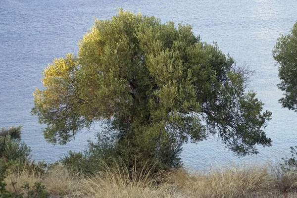 Silhouette Olive Tree Background Sea Greece Sithonia Sunny Day September — Stock Photo, Image