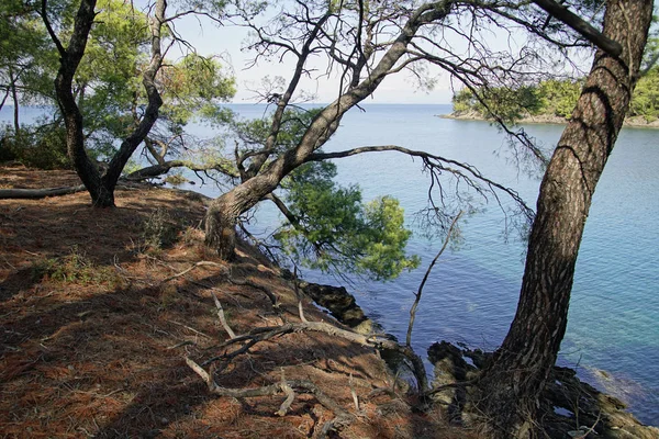 Loisirs Vue Travers Les Pins Mer Égée Sithonie Grèce Une — Photo