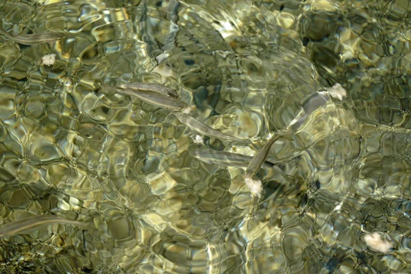 Sahilde Denizin Dibine Üstten Bak Çakıl Taşları Kum Balık Yüzeyinde — Stok fotoğraf