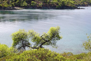                   Eğlence için. Sithonia 'daki Ege Denizi' nin çam ağaçlarının arasından bak. Yunanistan. Eylülde güneşli sıcak bir gün. Parlak renkler ve doğanın inanılmaz güzelliği..                         