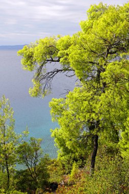                   Eğlence için. Sithonia 'daki Ege Denizi' nin çam ağaçlarının arasından bak. Yunanistan. Eylülde güneşli sıcak bir gün. Parlak renkler ve doğanın inanılmaz güzelliği..                         