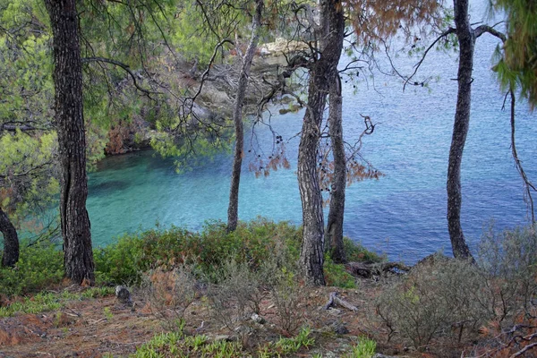 Recreation View Pine Trees Aegean Sea Sithonia Greece Warm Sunny — Stock Photo, Image