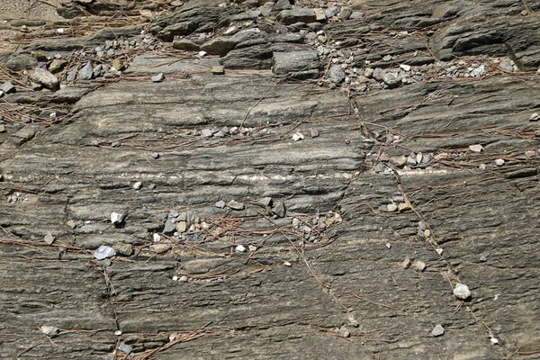 テクスチャ 岩の多い松林の崖の斜面 石の中に落ちた針や植物 異常な表面 — ストック写真
