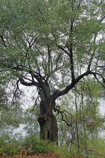 Dağın Yamacında Denizin Arka Planında Güzel Bir Zeytin Ağacı Yunanistan — Stok fotoğraf