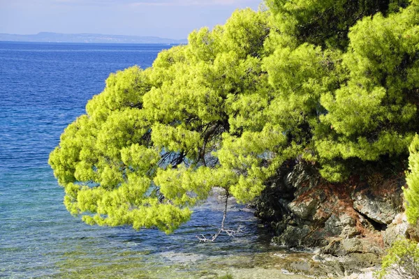 Ricreazione Vista Attraverso Pini Del Mar Egeo Sithonia Grecia Una — Foto Stock