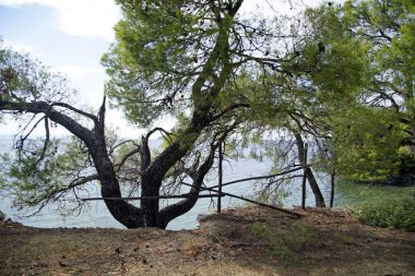              Eğlence için. Sithonia 'daki Ege Denizi' nin çam ağaçlarının arasından bak. Yunanistan. Eylülde güneşli sıcak bir gün. Parlak renkler ve doğanın inanılmaz güzelliği. Su yüzeyi ve dalgalar.                        
