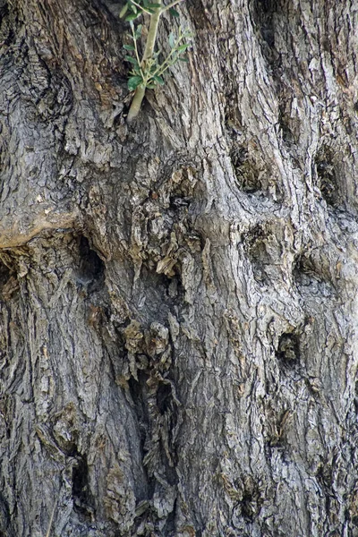橄榄树树干特写 落叶植物树皮的质地和表面 — 图库照片
