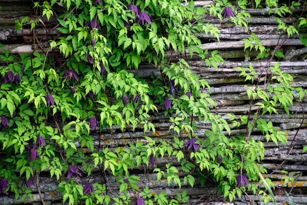 Clematis Azul Floreciente Una Cerca Sauce Winding Hermosa Planta — Foto de Stock