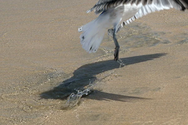 水在飞翔的海鸥之后飞溅 鸟类与海洋 — 图库照片