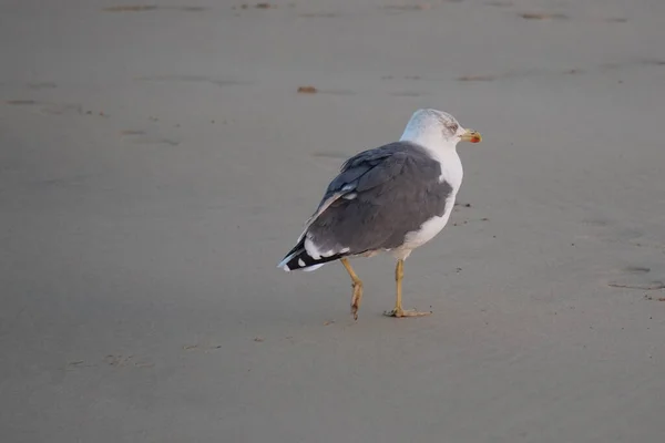 Pássaro Gaivota Senta Areia Ilha Fuerteventura Oceano — Fotografia de Stock