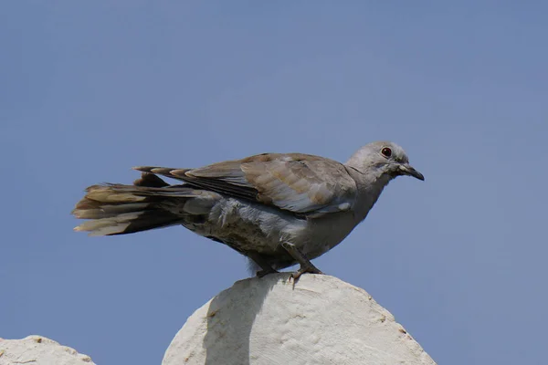 Paloma Isla Tenerife Que Vive Océano — Foto de Stock