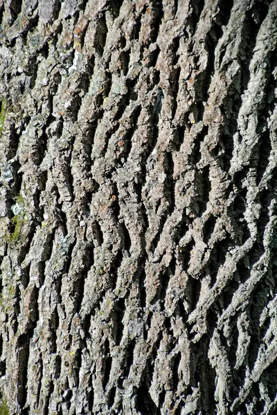 老的大林登树 植物树皮的表面和质地 — 图库照片