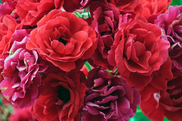 Des Roses Bourgeons Pétales Écarlates Été Dans Jardin Belle Plante — Photo