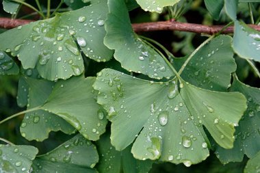   Yağmurdan sonra düşen çiğ taneli ginkgo biloba yapraklı bir dal. Yakın plan çekim. Yaz temmuz..                             