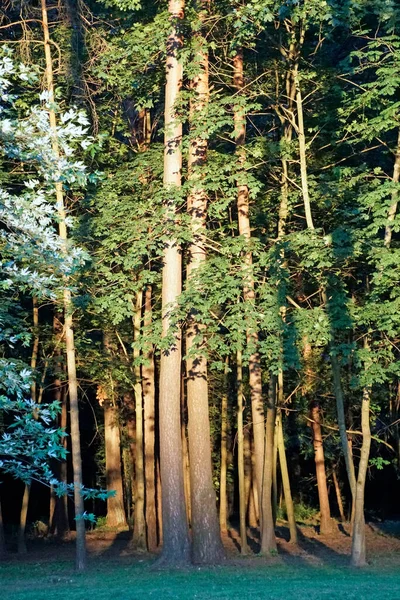 Dark Dense Forest Rays Evening Sun Tree Trunks Grass Vertical — Stock Photo, Image