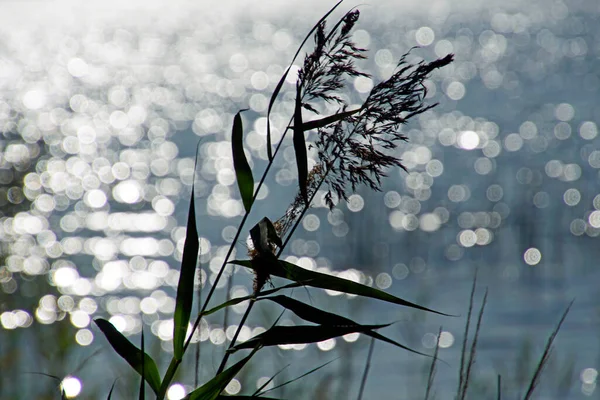 Canne Del Lago Sullo Sfondo Bagliore Luminoso Sull Acqua Caduta — Foto Stock